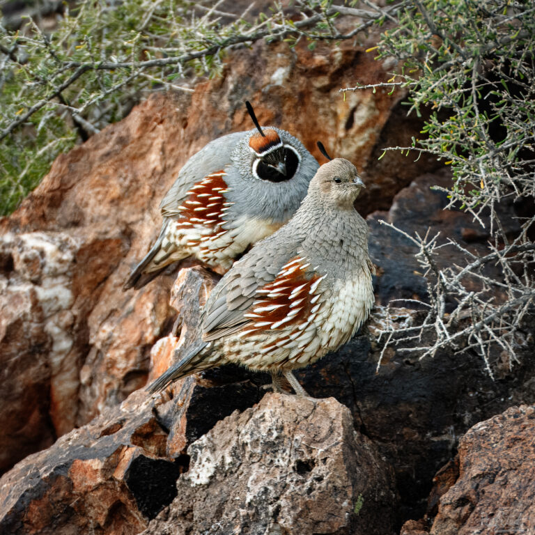 Gambel Quail Pair-9351