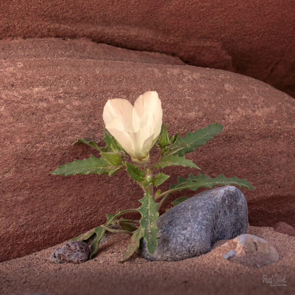 Desert Birdcage Primrose